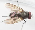 Hebecnema umbratica