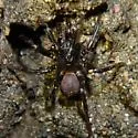 Hebestatis theveneti - photo 2