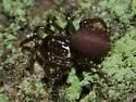 Hebestatis theveneti - photo 4