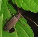 Hebestola pullata - Hebestola pullata