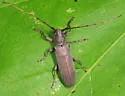 Hebestola pullata - photo 2
