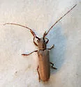 Hebestola pullata - photo 3