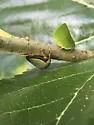 Hebetica sylviae