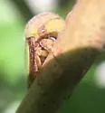 Hebetica sylviae - photo 2