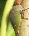 Hebetica sylviae - photo 3