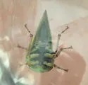 Hebetica sylviae - photo 4