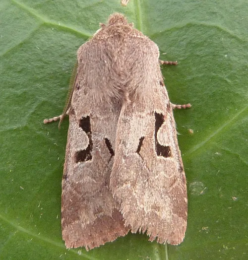 Hebrew Character - Orthosia gothica