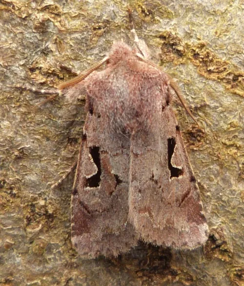 Hebrew Character - photo 2