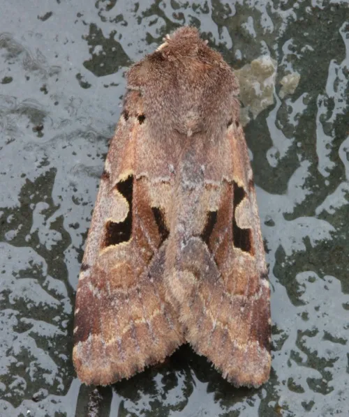 Hebrew Character - photo 3