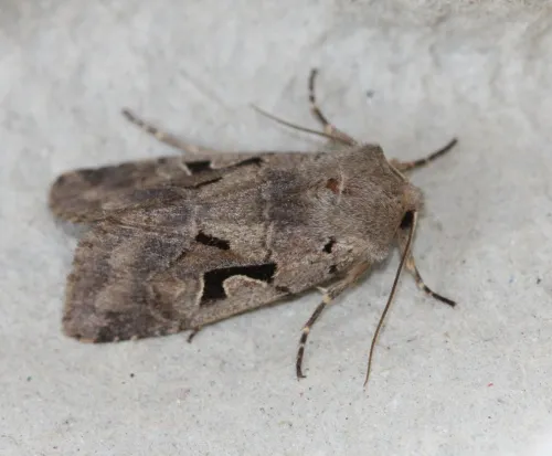 Hebrew Character - photo 4