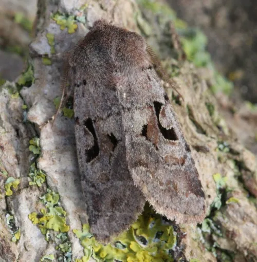 Hebrew Character - photo 5