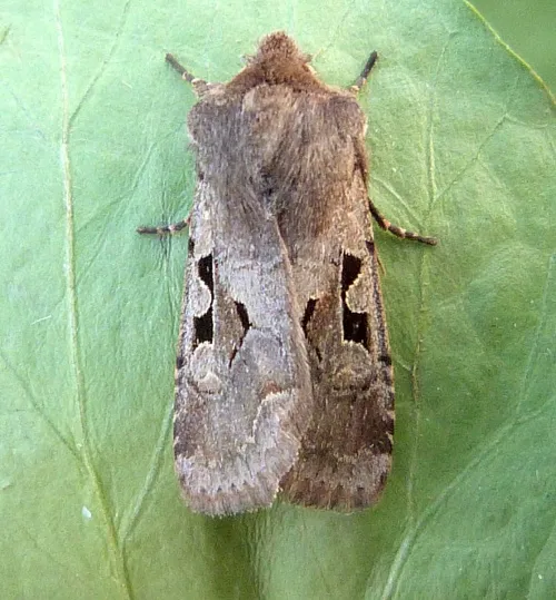 Hebrew Character - photo 6