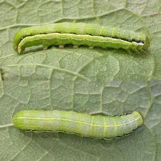 Hebrew Character - photo 7
