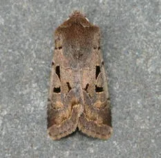 Hebrew Character - photo 8