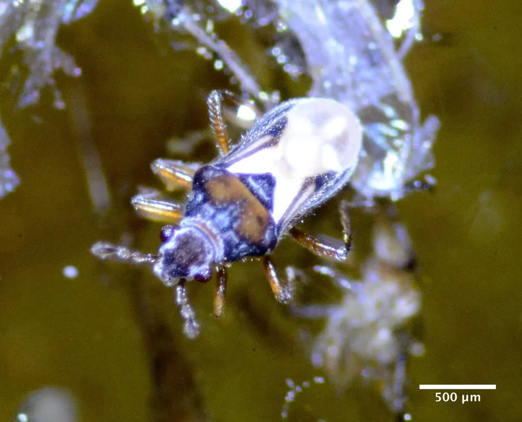 Velvet Water Bugs - Hebridae