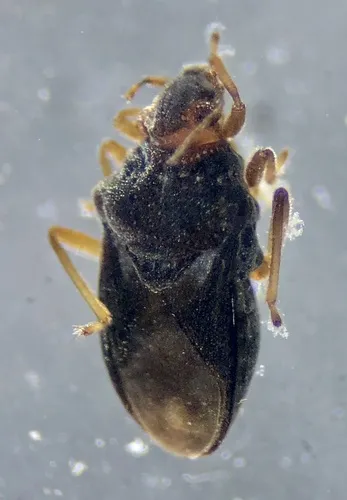 Hebrus axillaris
