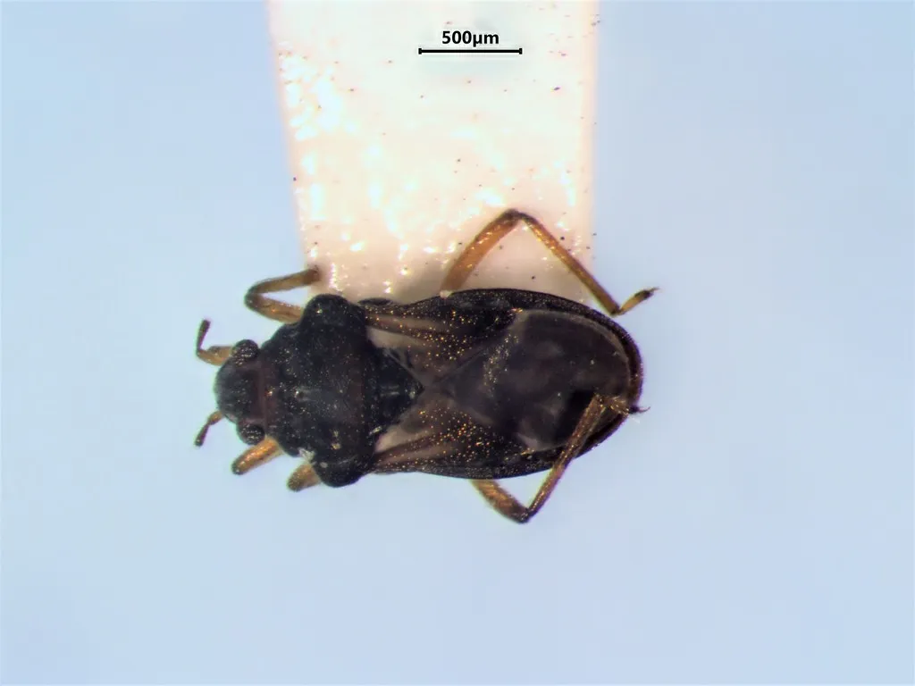 Bueno's Velvet Water Bug