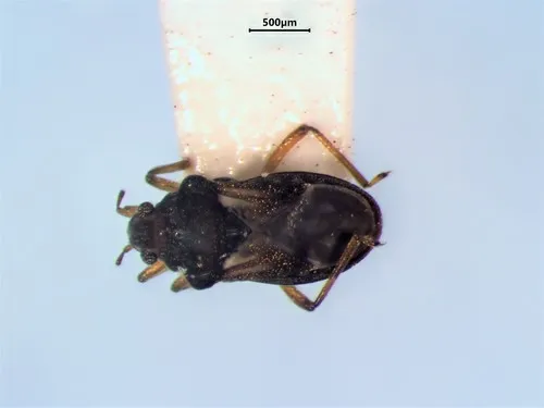 Bueno's Velvet Water Bug - photo 2