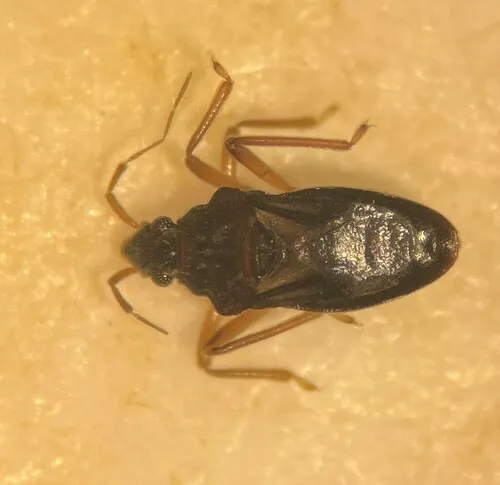 Hebrus concinnus