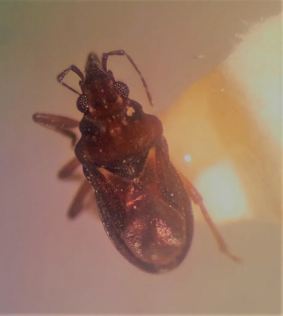Hebrus engaeus - photo 2