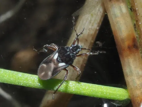 Hebrus pusillus