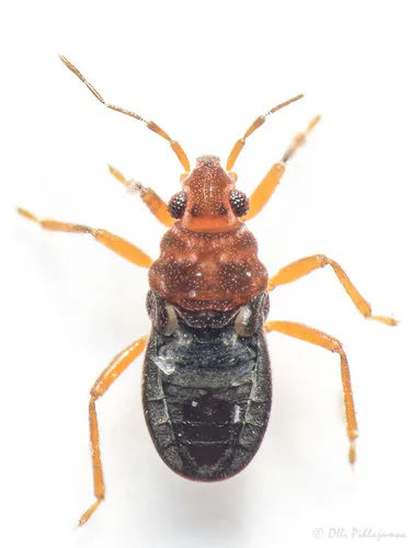 Hebrus ruficeps