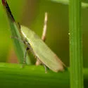 Hecalus atascaderus