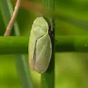 Hecalus atascaderus - photo 2