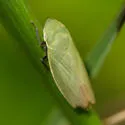 Hecalus atascaderus - photo 3