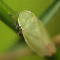 Hecalus atascaderus - photo 4