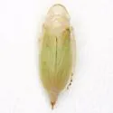 Hecalus curtus - Hecalus curtus