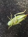 Hecalus curtus - photo 2