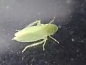 Hecalus curtus - photo 3