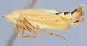 Hecalus finnamorei