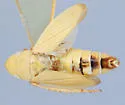 Hecalus finnamorei - photo 2