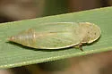 Hecalus major