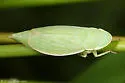 Hecalus major - photo 2