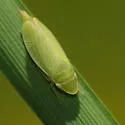 Hecalus major - photo 3