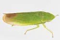Hecalus major - photo 4