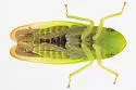 Hecalus major - photo 5