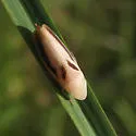 Hecalus montanus - photo 2