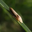 Hecalus montanus - photo 3
