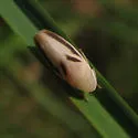 Hecalus montanus - photo 4