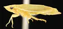 Hecalus viridis - photo 5