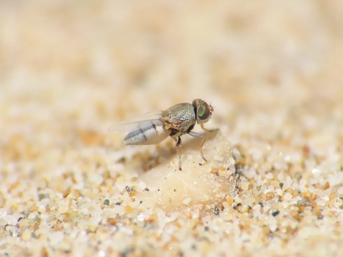 Hecamede albicans