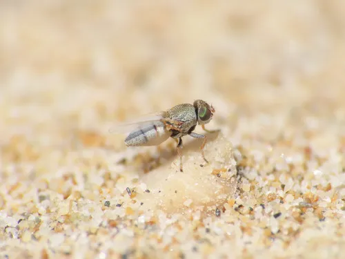 Hecamede albicans - photo 3