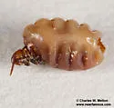 Hectopsylla pulex
