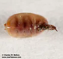 Hectopsylla pulex - photo 2