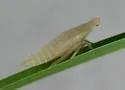 Hecullus bracteatus