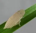 Hecullus bracteatus - photo 2